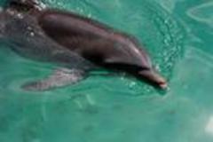 Newly planned dolphin-swim facility in Bahamas vehemently opposed