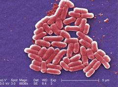 wellesley faces e.coli outbreak