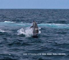 Hula-Hooping Dolphin Photo Gets Attention